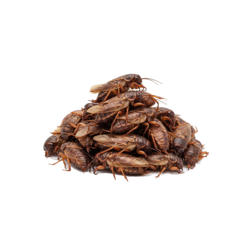 Медведки азиатские молотые